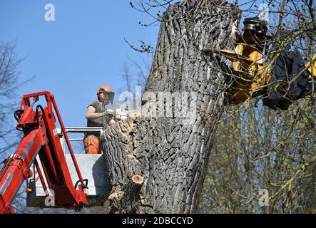 An einem Baum geschnitten Stockfoto