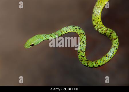 Nahaufnahme einer aufmerksamem gefleckten Buschschnatter (Philothamnus semivariegatus), Südafrika Stockfoto