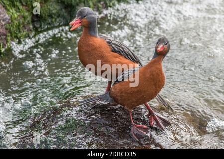 Ein Paar weibliche Torrent Enten (Merganetta armata) aus den hohen Anden Perus. Stockfoto