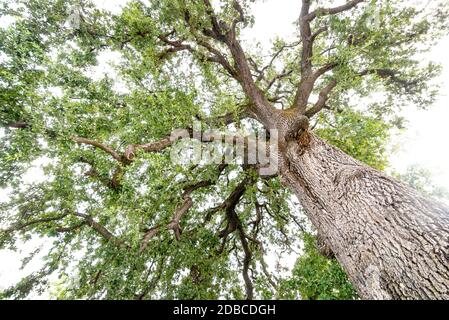 Majestätische kalifornische Taleiche oder Roble Baum, geschätzt 500 Jahre alt Stockfoto