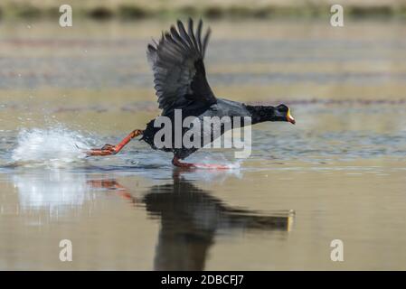 Ein Riesenhuhn (Fulica gigantea) fließt über die Wasseroberfläche in den hohen Anden Perus. Stockfoto