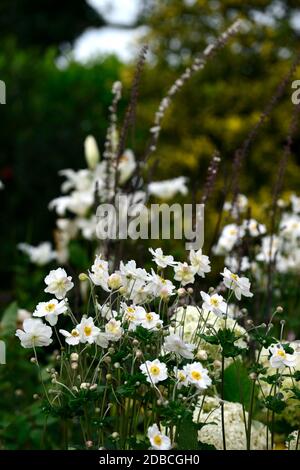 Anemone hybrida honorine Jobert, weiß, Blume, Blumen, Blüte, Blüten, mehrjährig, Spätsommer, Herbst, RM Floral Stockfoto