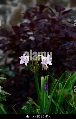 Crinum x pulellii, Sumpflilie, Blume, Blumen, Blüte, rosa weiße Blumen, continus coggygria, dunkle Blätter, dunkles Laub, Kontrast, Blüte, Blüte, zart, lat Stockfoto