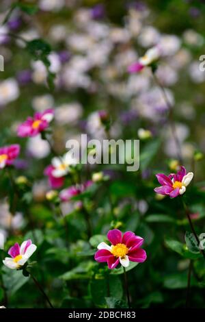 Dahlia Twyning's Smartie, rot mit zufälligen weißen Blütenblättern, zweifarbige Blumen, Blumen, blühende, rote und weiße Blumen, Dahlien, einzelne Blumen, klein Stockfoto