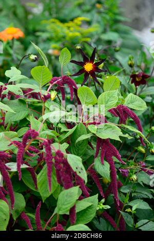 dahlia verrone Obsidian, Stern Dahlia Blume, schwarz rot gelb Dahlia Blumen, Amaranth Caudatus, Liebe Lügt blutend, dunkles Laub, Blätter, lila Blütenc Stockfoto