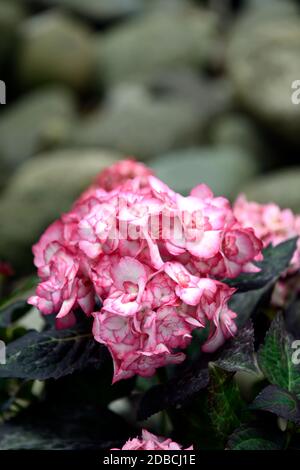 Hortensia macrophylla magischer Flamenco, Mophead Hortensien, weiß rosa eingefasst Picotee Blumen, Blume, Blumen, Blütenstand, Hortensien, RM Floral Stockfoto