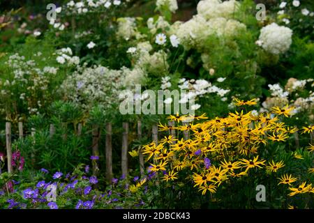 Rudbeckia fulgida var sullivantii Goldsturm, gelbe Blumen, Hortensia annabelle, Geranium rozanne, blau weiß und Gelbe Blumen, blühende Kombination, mi Stockfoto