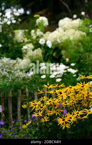 Rudbeckia fulgida var sullivantii Goldsturm, gelbe Blüten, Hortensia annabelle, weiße und gelbe Blüten, Blüte Kombination, gemischte Blumen, gemischter Plan Stockfoto