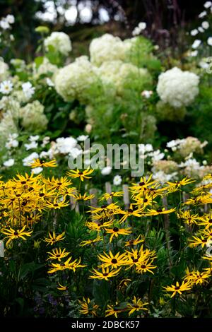 Rudbeckia fulgida var sullivantii Goldsturm, gelbe Blüten, Hortensia annabelle, weiße und gelbe Blüten, Blüte Kombination, gemischte Blumen, gemischter Plan Stockfoto