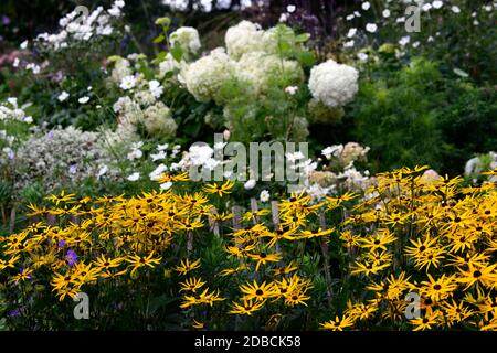 Rudbeckia fulgida var sullivantii Goldsturm, gelbe Blüten, Hortensia annabelle, weiße und gelbe Blüten, Blüte Kombination, gemischte Blumen, gemischter Plan Stockfoto