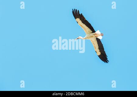 Weißer Storch, der gegen den blauen Himmel ragt Stockfoto