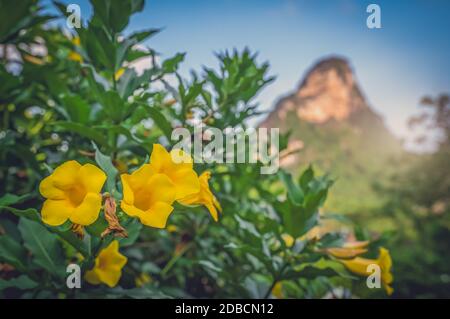 Eine selektive Aufnahme von schönen gelben Busch alamanda ( allamanda cathartica ) goldene Trompete Blumen in einem Garten auf einem sonnigen gefangen Tag Stockfoto