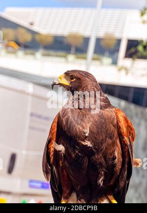 Harris-Falke (Parabuteo unicinctus), früher bekannt als der buschige oder dunkle Falke Stockfoto