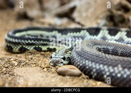 Klapperschlange, Crotalus atrox. Western Diamondback. Gefährliche Schlange. Stockfoto