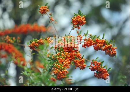 Firethorn pyramicantha Stockfoto