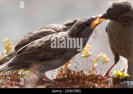 Hecke Sparrow Fütterung jung Stockfoto