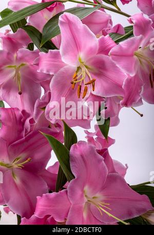 In der Nähe von Rosa liles Blumen. Allgemeine Namen für Arten in dieser Gattung gehören fairy Lily rainflower Atamasco Zephyr lily Magic lily Lily und Rain Li Stockfoto