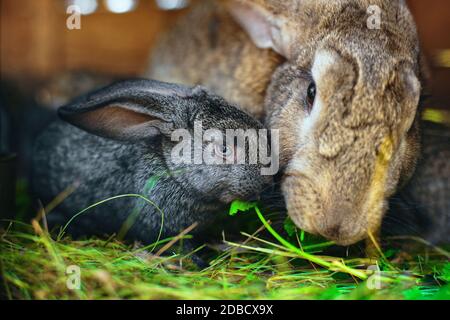 Ein kleines graues Kaninchen neben meiner Mutter. Berühren von Tierbeziehungen. Pflege der Nachkommen. Stockfoto