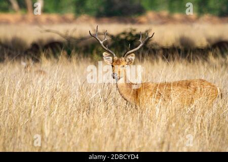 Barasingha, auch Sumpfhirsch genannt, Rucervus duvaucelii, Kanha Tiger Reserve, Madhya Pradesh, Indien Stockfoto