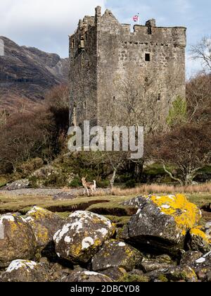 Die Ruinen von Moy Castle in Lochbuie auf der Insel Von Mull, die innerhalb der Inneren Hebriden Schottland enthalten ist VEREINIGTES KÖNIGREICH Stockfoto