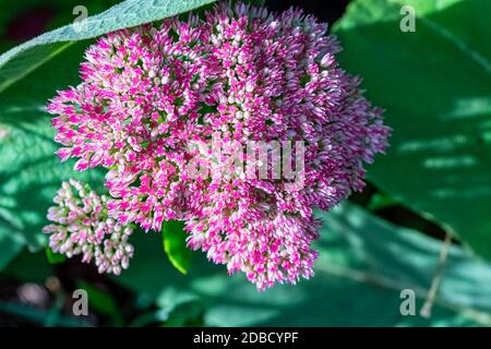 Hylotephium tephium oder Sedum tephium, bekannt als Orpin, Livelong, Froschmagen, Harping Johnny, lebenslang, Live-Forever, Midsummer-Männer, der Verwundte John und die Geldbeutel der Hexen Stockfoto