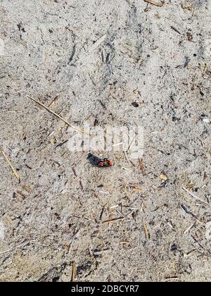 Schmetterling vanessa atalanta bekannt als roter Admiral oder bewunderungswürdiger - Choczewo, Pommern, Polen Stockfoto