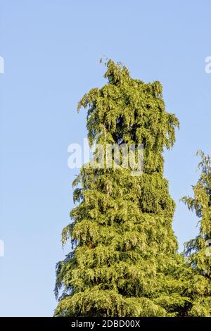 Thuja-grüne, riesige Arborvitae, bekannt als Thuja occidentalis, nördliche oder östliche weiße Zeder, Whitecedar, Sumpf oder falsche weiße Zeder, amerikanische Arborvitae Stockfoto