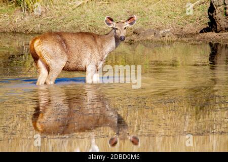 Sambar ein großer Hirsch aus dem indischen Subkontinent, Rusa unicolor, Satpura Tiger Reserve, Madhya Pradesh, Indien Stockfoto