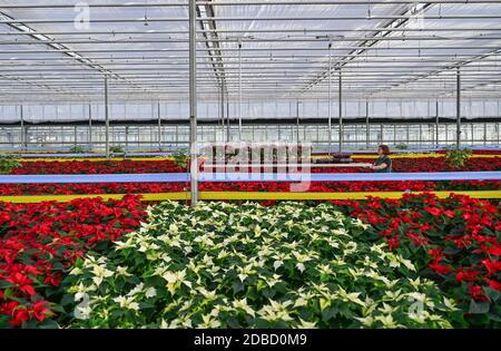 Manschnow, Deutschland. November 2020. Yvonne Dietrich, Gärtnerin der Fontana Gartenbau GmbH, arbeitet in einem Gewächshaus voller Weihnachtssterne. Die Zierpflanze, die zur Familie der Spurgen gehört, hat ihre Hochsaison in den Wochen vor Weihnachten. Rund 20,000 Weihnachtssternen in verschiedenen Farben und Formen erstrahlen derzeit im Gewächshaus am Fontana Gartenbau. Quelle: Patrick Pleul/dpa-Zentralbild/ZB/dpa/Alamy Live News Stockfoto