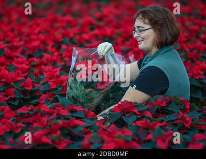 Manschnow, Deutschland. November 2020. Yvonne Dietrich, Gärtnerin der Fontana Gartenbau GmbH, verpackt Weihnachtssterne in einem Gewächshaus. Die Zierpflanze, die zur Familie der Spurgen gehört, hat ihre Hochsaison in den Wochen vor Weihnachten. Rund 20,000 Weihnachtssternen in verschiedenen Farben und Formen erstrahlen derzeit im Gewächshaus am Fontana Gartenbau. Quelle: Patrick Pleul/dpa-Zentralbild/ZB/dpa/Alamy Live News Stockfoto