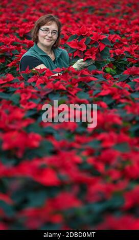 Manschnow, Deutschland. November 2020. Yvonne Dietrich, Gärtnerin der Fontana Gartenbau GmbH, steht in einem Gewächshaus voller leuchtender Weihnachtssterne. Die Zierpflanze, die zur Familie der Spurgen gehört, hat ihre Hochsaison in den Wochen vor Weihnachten. Rund 20,000 Weihnachtssternen in verschiedenen Farben und Formen erstrahlen derzeit im Gewächshaus am Fontana Gartenbau. Quelle: Patrick Pleul/dpa-Zentralbild/ZB/dpa/Alamy Live News Stockfoto