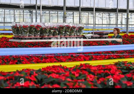 Manschnow, Deutschland. November 2020. Yvonne Dietrich, Gärtnerin der Fontana Gartenbau GmbH, arbeitet in einem Gewächshaus voller Weihnachtssterne. Die Zierpflanze, die zur Familie der Spurgen gehört, hat ihre Hochsaison in den Wochen vor Weihnachten. Rund 20,000 Weihnachtssternen in verschiedenen Farben und Formen erstrahlen derzeit im Gewächshaus am Fontana Gartenbau. Quelle: Patrick Pleul/dpa-Zentralbild/ZB/dpa/Alamy Live News Stockfoto