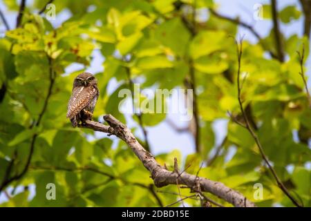 Gefleckte Ehelin am Ast, Athene brama, Kanha Tiger Reserve, Madhya Pradesh, Indien Stockfoto