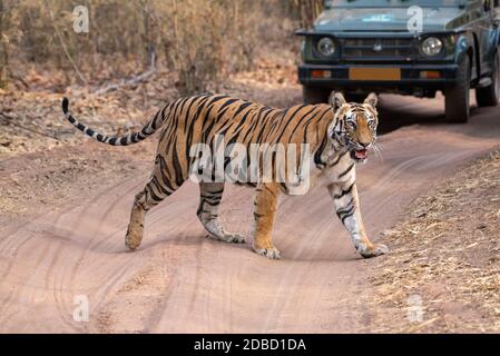 Tiger Kreuzung Straße mit touristischen Jeep im Hintergrund, Bandhavgarh, Madhya Pradesh, Indien Stockfoto