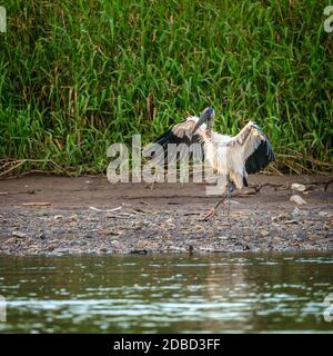 Bild von Holz Storch am Ufer des Flusses Tarcoles in Costa Rica Stockfoto