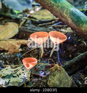 Rosa Champagner Pilze im tropischen Regenwald von Costa Rica Stockfoto