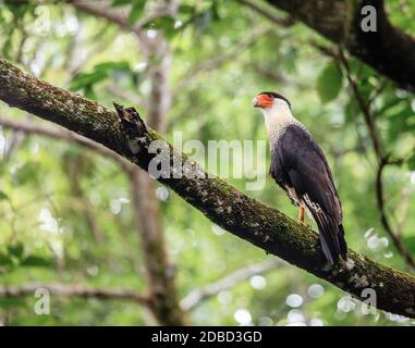 Portrait von Crested Karakara im Nationalpark Santa Rosa in Costa Rica Stockfoto