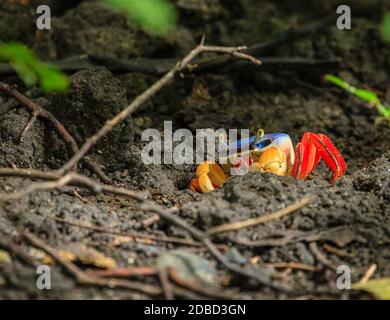 Nahaufnahme eines roten Land Crab in Nationalpark Santa Rosa in Costa Rica Stockfoto