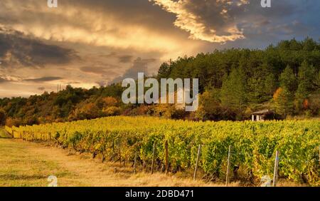 Weinberge in Frankreich, Herbst, Drome, Wein Clairette de sterben Stockfoto