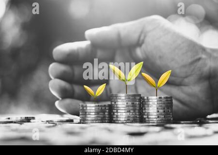 Setzlinge wachsen aus gestapelten Münzen. Während die Hand eines sanften Mannes um war. Stockfoto