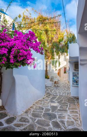 Malerische schmale Straße mit traditionellen weiß getünchten Häusern mit blühenden Bougainvillea Blumen von Naousa Stadt in berühmten Touristenattraktion Paros ist Stockfoto