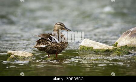 Alert Stockente, anas platyrhynchos, Henne, die hinter sich schaut, während sie in einem Fluss in der Sommernatur steht. Unscheinbare weibliche Ente im Wasser aus der Rückansicht. W Stockfoto