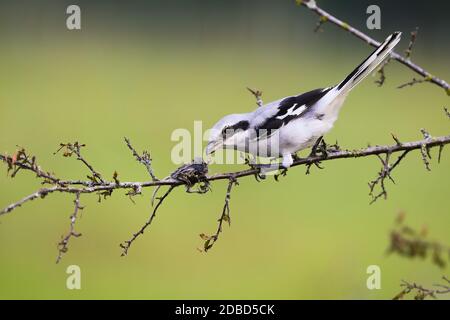 Wilder großer grauer Würger, lanius Excubitor, auf einem Zweig sitzend, mit der Maus im Sommer auf Dorn aufgespießt. Grausamer Vogel mit weißen Federn spieckte seine Beute an Stockfoto