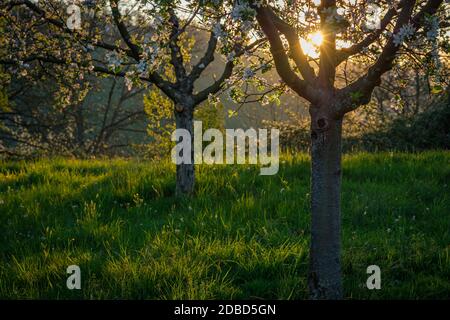 Apfelbäume in Blüte in der hinterleuchteten Morgensonne Stockfoto