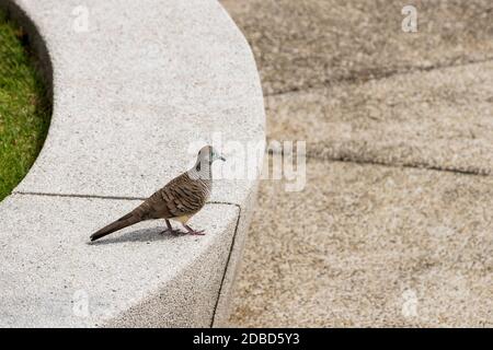 Zebrataubenvogel mit weißem grauen Hintergrund im Perdana Botanical Garden, Malaysia. Stockfoto