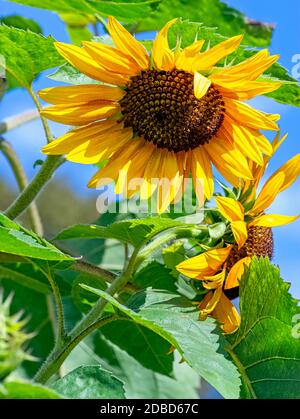 Helianthus annuus, bekannt als die gewöhnliche Sonnenblume Stockfoto