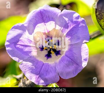 Nicandra physialodes, bekannt als Apfel-von-Peru und Shoo-Fly-Pflanze Stockfoto