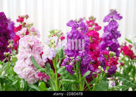 Matthiola incana Blume, Stockblumen, Schnittblumen im Kindergarten, volle Blüte. Gemischte Matthiola Stockfoto