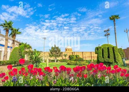 Tulpen im Garten der Zitadelle von Kairo, Ägypten Stockfoto