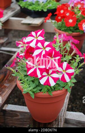 Petunia, Petunien im Tablett, Petunia im Topf, Rosenstern Petunia Stockfoto